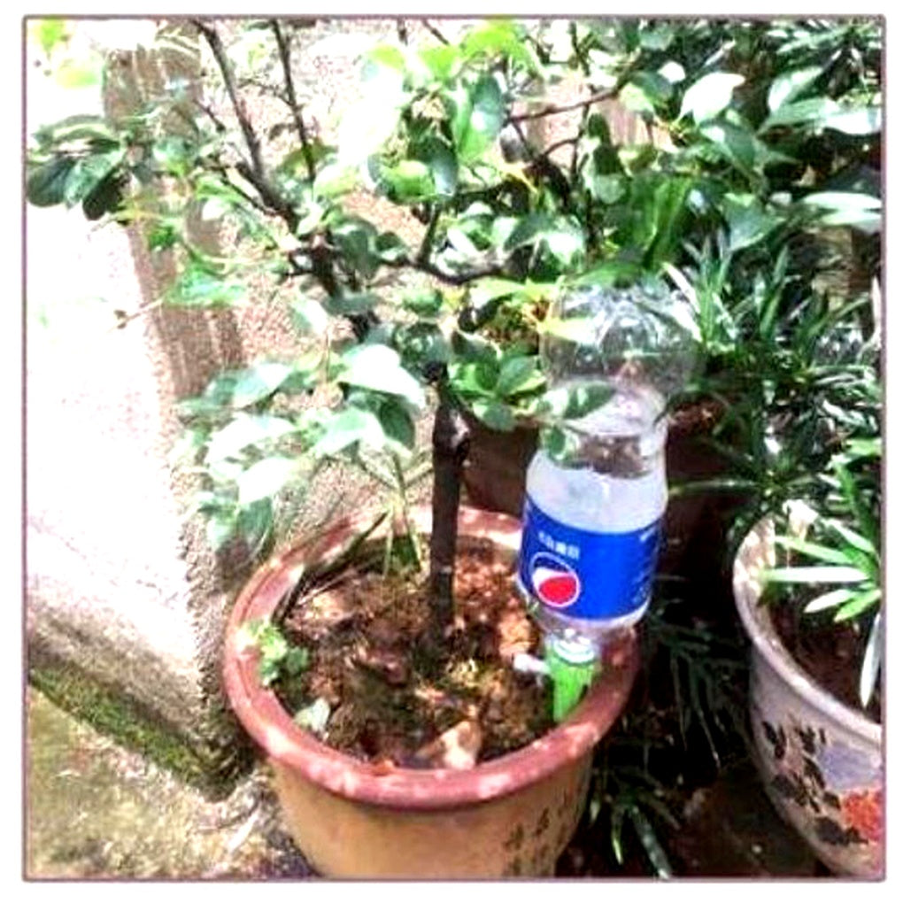 Automatische Pflanzenbewässerungsspieße (12er-Pack)